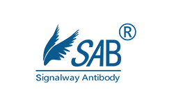 Signalway Antibody