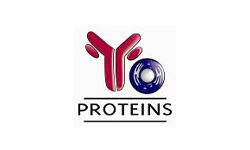 YO Proteins