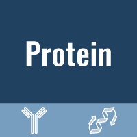 SARS-CoV-2 (2019-nCoV) Spike S1+S2 ECD-His Recombinant Protein