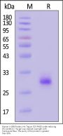 Human 4-1BB / TNFRSF9 Protein, His Tag (MALS verified)
