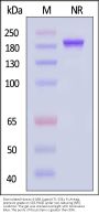 Biotinylated Human 4-1BB Ligand / TNFSF9 (71-254) Protein, Fc,Avitag™, premium grade