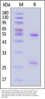 Monoclonal Anti-Monkeypox virus (strain Zaire-96-I-16) A17L Antibody, Human IgG1 (1B4)
