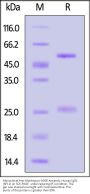 Monoclonal Anti-Monkeypox-A35R Antibody, Human IgG1 (6F11) (MALS verified)