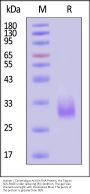 Human / Cynomolgus Activin RIIA / ACVR2A Protein, His Tag (MALS & SPR verified)