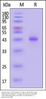 Human Activin RIA Protein, Fc Tag (MALS verified)