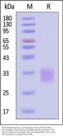 Biotinylated Human / Cynomolgus Activin RIIA Protein, His,Avitag™