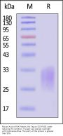 Mouse Activin RIIA / ACVR2A Protein, His Tag (SPR & HPLC verified)