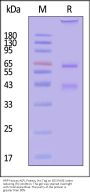 HRP-Human ALPL Protein, His Tag