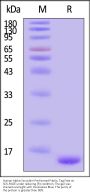 Human Alpha-Synuclein Pre-formed Fibrils Protein, Tag Free