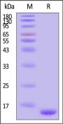 Human Alpha-Synuclein Pre-formed Fibrils Protein, Tag Free