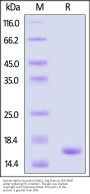Human Alpha-Synuclein (E46K) Protein, Tag Free