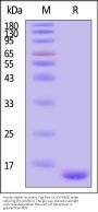 Human Alpha-Synuclein Protein, Tag Free, low endotoxin (MALS verified)