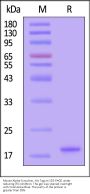 Mouse Alpha-Synuclein Protein, His Tag, low endotoxin (MALS verified)