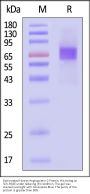 Biotinylated Human Angiopoietin-2 / ANGPT2 Protein, His,Avitag™