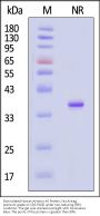 Biotinylated Human Annexin A5 Protein, His,Avitag™, premium grade