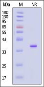 Biotinylated Human Annexin A5 Protein, His,Avitag™, premium grade
