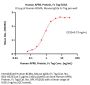Human APRIL / TNFSF13 Protein, Fc Tag
