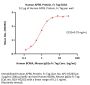 Human APRIL / TNFSF13 Protein, Fc Tag