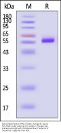 Biotinylated Human APRIL / TNFSF13 Protein, Avitag™,His Tag, active trimer (MALS verified)