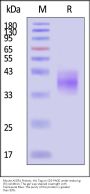 Mouse ASGR1 Protein, His Tag (MALS verified)