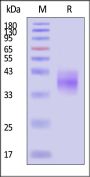 Mouse ASGR1 Protein, His Tag (MALS verified)