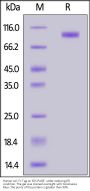 Human Axl Protein, Fc Tag (MALS verified)
