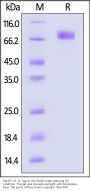 Rat B7-H2 / ICOSLG Protein, Fc Tag