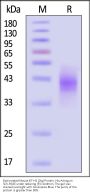 Biotinylated Mouse B7-H3 (2Ig) / CD276 Protein, His,Avitag™ (MALS verified)