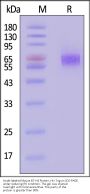 Azide-labeled Mouse B7-H4 Protein, His Tag (MALS verified)