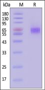 Azide-labeled Mouse B7-H4 Protein, His Tag (MALS verified)