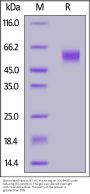 Biotinylated Human B7-H7 / HHLA2 Protein, His,Avitag™ (MALS verified)