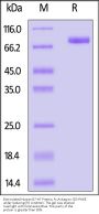 Biotinylated Human B7-H7 / HHLA2 Protein, Fc,Avitag™ (MALS verified)