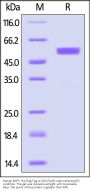Human BAFF / TNFSF13B / CD257 Protein, His,Flag Tag (C-LPETG), active trimer (MALS verified)
