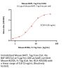 Mouse BAFF / TNFSF13B / CD257 Protein, Tag Free