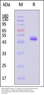 Mouse BAFF / TNFSF13B / CD257 Protein, Fc Tag, active trimer (MALS verified)