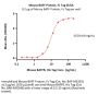 Mouse BAFF / TNFSF13B / CD257 Protein, Fc Tag, active trimer (MALS verified)