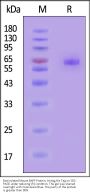 Biotinylated Mouse BAFF / TNFSF13B / CD257 Protein, Avitag™,His Tag, active trimer (MALS verified)
