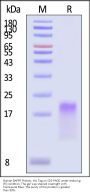 Human BAFFR / TNFRSF13C Protein, His Tag (MALS verified)