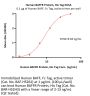 Human BAFFR / TNFRSF13C Protein, His Tag (MALS verified)