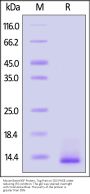 Mouse Beta-NGF Protein, Tag Free (MALS verified)