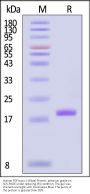 Human FGF basic (154aa) Protein, premium grade