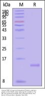 Human BMP-4 / BMP2B (improved sequence) Protein, premium grade