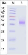 Biotinylated Human BTN2A1 Protein, His,Avitag™