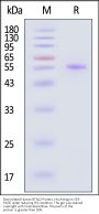 Biotinylated Human BTNL2 Protein, His,Avitag™