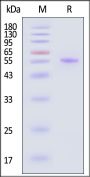 Biotinylated Human BTNL2 Protein, His,Avitag™