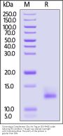 Cynomolgus Complement C5a Protein, His Tag