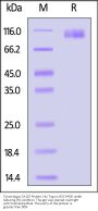 Cynomolgus CA125 / MUC16 Protein, His Tag (MALS verified)