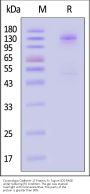 Cynomolgus Cadherin-17 / CDH17 Protein, Fc Tag (MALS verified)