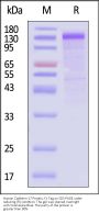 Human Cadherin-17 / CDH17 Protein, Fc Tag (MALS verified)
