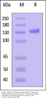 Human Cadherin-17 / CDH17 Protein, Mouse IgG1 Fc Tag (MALS verified)